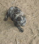 Photo Fila de Sao Miguel