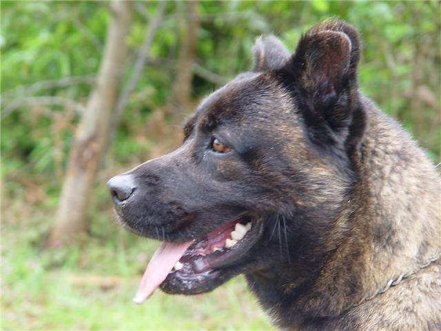 Photo Fila de Sao Miguel