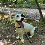 Un Cojack tirant la langue et qui est tenu en laisse 