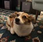 Un Cojack allongé sur un tapis et semblant détendu 