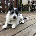 Un Cojack allongé sur un plancher et portant un collier autour du cou