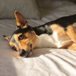 Un Cojack allongé sur un lit et regardant vers la caméra