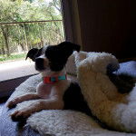 Un Cojack allongé et portant un collier autour du cou 