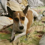 Un Cojack allongé sur un lit 