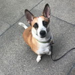 Un Cojack assis sur une surface bétonnée et qui est tenu en laisse