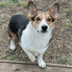 Un Cojack sur un terrain herbeux 