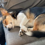 Un Cojack allongé sur un canapé et semblant dormir