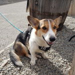 Un Cojack assis sur des gravillons et portant un harnais 