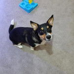 Un Cojack assis sur une moquette 