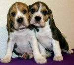 Flekken og Hyper - Beagle M&acirc;le (3 mois)