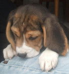 Ga&iuml;a - Beagle (4 mois)