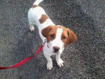 Chamallow - Beagle M&acirc;le (6 mois)