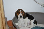 Fiona - Beagle (2 ans)