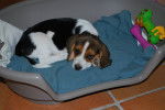 Fiona - Beagle (2 ans)