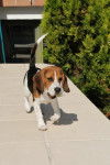 Fiona - Beagle (2 ans)