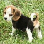 Chance - Beagle M&acirc;le (6 mois)