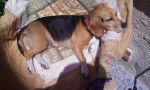 Tika - Beagle (10 ans)