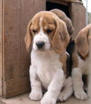 prince - Beagle M&acirc;le (10 mois)