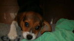 goya - Beagle (2 mois)