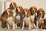Notre Clan - Beagle (3 ans)