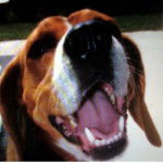 jack - Beagle M&acirc;le (10 ans)