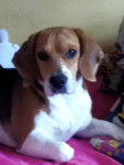 Eycka - Beagle (3 ans)