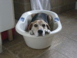 Charly in der Wanne :) - Beagle M&acirc;le (13 ans)