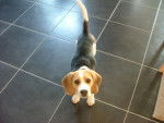 Ginko - Beagle M&acirc;le (8 mois)