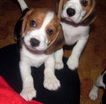 Bagel and Axle - Beagle M&acirc;le (2 mois)