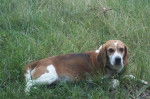 wendy - Beagle (2 ans)