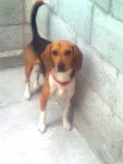pokhy - Beagle M&acirc;le (1 mois)