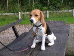kiara - Beagle (1 an)
