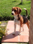 Teo Mateus - Beagle M&acirc;le (8 mois)