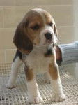 Lilly - Beagle (6 mois)