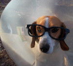 Senza - Beagle (4 ans)