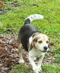 Sammy - Beagle M&acirc;le (9 ans)