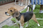 Luna - Beagle (1 an)