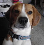 Bagel - Beagle M&acirc;le (4 mois)