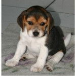 manuel - Beagle M&acirc;le (2 mois)