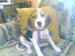 lara - Beagle (6 ans)
