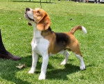 llena - Beagle (5 mois)