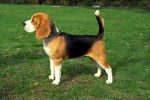Beagle - Beagle