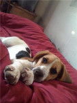 Era - Beagle (8 mois)