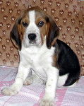 Herm&egrave;s - Beagle M&acirc;le (2 mois)