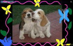 linda y dulce - Beagle (3 mois)
