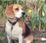Cade - Beagle M&acirc;le (4 ans)