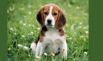 alice - Beagle (3 mois)