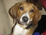 Free - Beagle (4 ans)