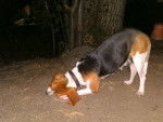 Cacaho&egrave;te - Beagle (3 ans)