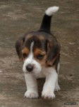 peluche - Beagle M&acirc;le (1 mois)